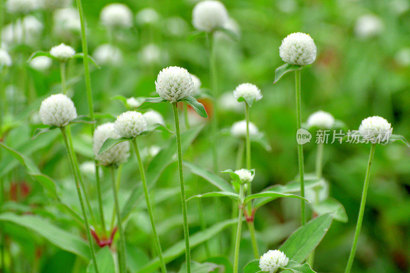 Gomphrena globbosa /全球苋菜花